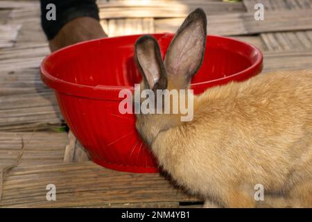 Hübscher Hauskaninchen. Es ist eine domestizierte Unterart. Sie sind sehr schön und groß. Stockfoto