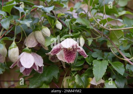 Weiß-rot gesprenkelte Winterblumen und Laub von Clematis cirrhosa „Freckles“ im britischen Cottage Garden Dezember Stockfoto