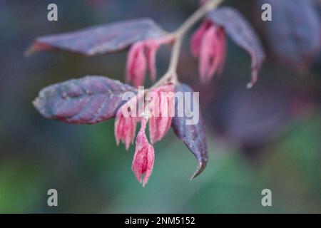 Neues Winterblatt und alte Blätter von Loropetalum chinense var. Rubrum in UK Cottage Garden Dezember Stockfoto