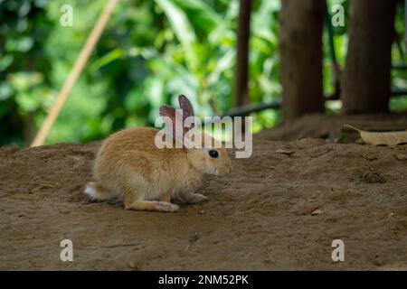 Hübscher Hauskaninchen. Es ist eine domestizierte Unterart. Sie sind sehr schön und groß. Stockfoto