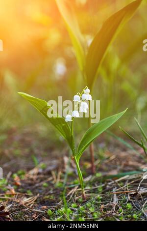 Waldlandyshi: Dickes duftendes Dickicht aus zarten Blumen vor dem Hintergrund eines Pinienwaldes im Mai und April. In der Ukraine sind es seltene Blumen, die Stockfoto