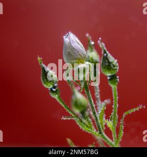 Rose unter Wasser mit Luftblasen auf rotem Hintergrund Stockfoto
