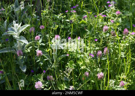 Blühende Sommerwiesen mit Rotklee/Trifolium pratense, wilder Geranie und Lammköpfen/Stachys byzantina UK Juni Stockfoto