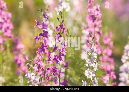 Delphinium-elatum-Nahhintergrund. Bunte Larkspur-Blüten. Delphinium Putple, blaue, rosa Blumen wachsen im Garten Stockfoto