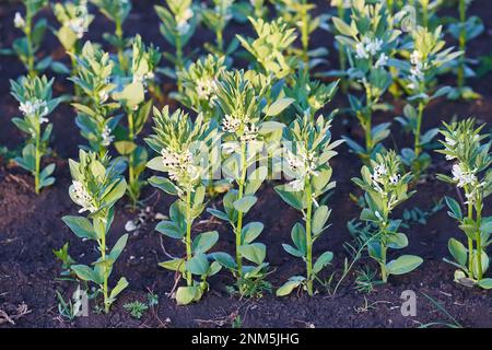 Auf dem Feld bei der blühenden Pferdebohne Vicia faba Stockfoto