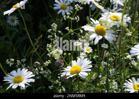 Details der Sommerwiese mit weißem Bettstroh, Galium-Album, Ochsenaugen-Gänseblümchen, Chrysanthemum leucanthemum und Allium vineale UK June Stockfoto