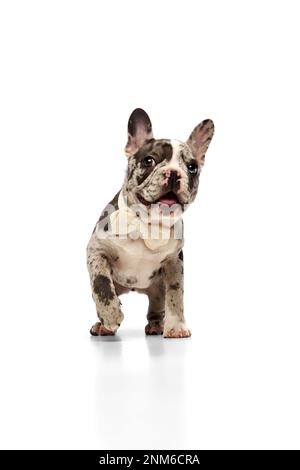 Fröhliches Haustier. Studiobild einer reinrassigen französischen Bulldogge in Punktfarben mit Fliege auf weißem Hintergrund. Konzept von Haustieren, Haustieren, Pflege Stockfoto