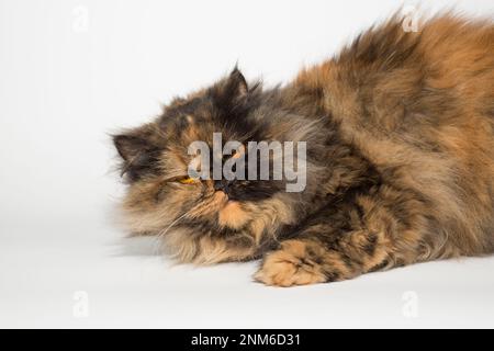 Zehn Tage alte, ausgezeichnete Welpen des walisischen Corgi Pembroke; isoliert auf weißem Hintergrund, Studio Stockfoto