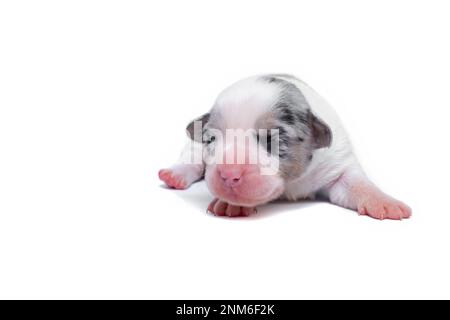 Zehn Tage alte, ausgezeichnete Welpen des walisischen Corgi Pembroke; isoliert auf weißem Hintergrund, Studio Stockfoto