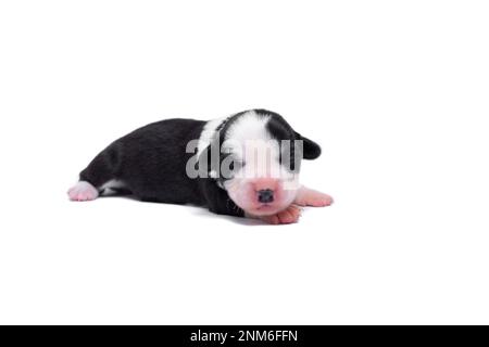 Zehn Tage alte, ausgezeichnete Welpen des walisischen Corgi Pembroke; isoliert auf weißem Hintergrund, Studio Stockfoto