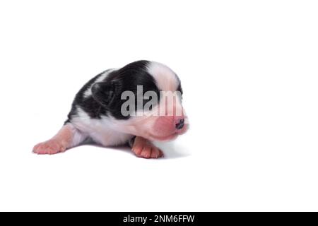 Zehn Tage alte, ausgezeichnete Welpen des walisischen Corgi Pembroke; isoliert auf weißem Hintergrund, Studio Stockfoto