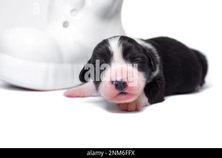 Zehn Tage alte, ausgezeichnete Welpen des walisischen Corgi Pembroke; isoliert auf weißem Hintergrund, Studio Stockfoto