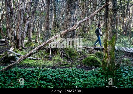 Subantarktische Wald, Mensch die Erkundung des Inneren von Ainsworth Bucht, PN Alberto De Agostini, Feuerland, Patagonien, Chile Stockfoto