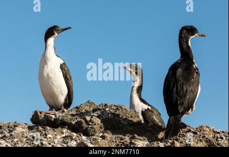Imperial Kormoran (Phalacrocorax), atriceps Tuckers Inselchen, Whiteside Canal, PN Alberto De Agostini, Feuerland, Patagonien, Chile Stockfoto
