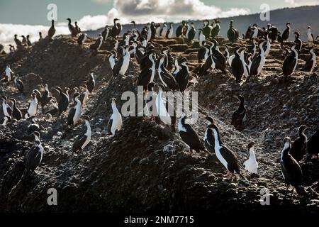 Imperial Kormoran (Phalacrocorax), atriceps Tuckers Inselchen, Whiteside Canal, PN Alberto De Agostini, Feuerland, Patagonien, Chile Stockfoto