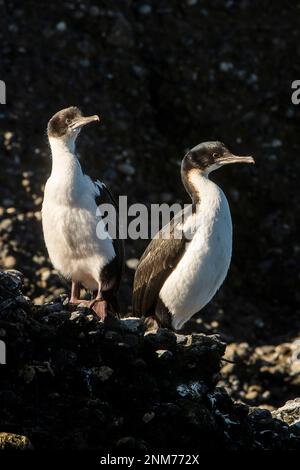 Imperial Kormoran (Phalacrocorax), atriceps Tuckers Inselchen, Whiteside Canal, PN Alberto De Agostini, Feuerland, Patagonien, Chile Stockfoto