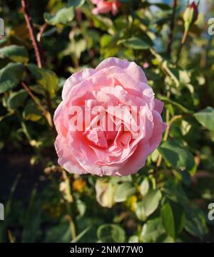 Ein Hybrid-Tee mit blassrosa Rosenblume. Stockfoto