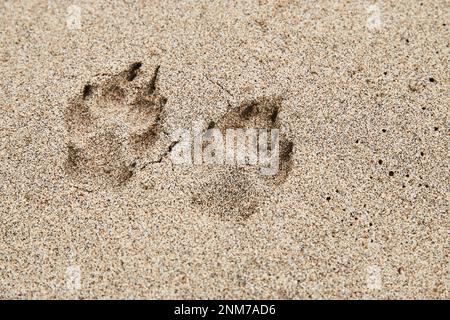 Nahaufnahme von Hundepfotenabdrücken im Sand eines Strands auf Hawaii Stockfoto