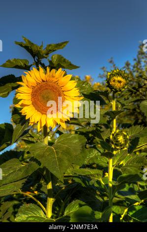 Offen und geschlossen Sunflowers Against Blue Sky - Sommer Stockfoto