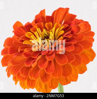 Zinnia elegans bekannt als Jugend und Alter, gewöhnliches Zinnia oder elegantes Zinnia. Stockfoto