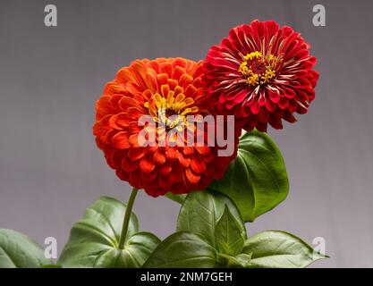 Zinnia elegans bekannt als Jugend und Alter, gewöhnliches Zinnia oder elegantes Zinnia. Stockfoto