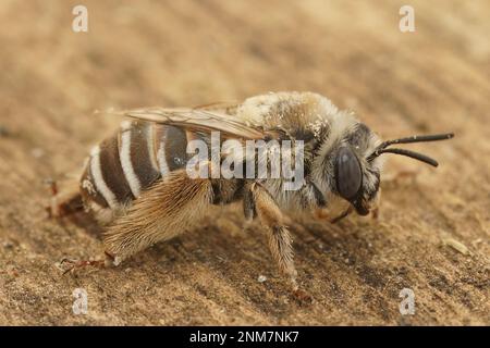 Detaillierte Nahaufnahme einer weiblichen, blauäugigen, mediterranen Einzelbiene, Tetraloniella, die auf Holz sitzt Stockfoto