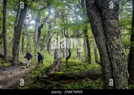 Wanderer zu Fuß in der Nähe von chileno Zuflucht, durch Lenga Wald, Nothofagus pumilio Wald, Torres del Paine Nationalpark, Patagonien, Chile Stockfoto