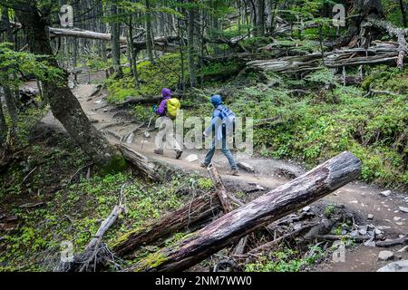 Wanderer zu Fuß in der Nähe von chileno Zuflucht, durch Lenga Wald, Nothofagus pumilio Wald, Torres del Paine Nationalpark, Patagonien, Chile Stockfoto