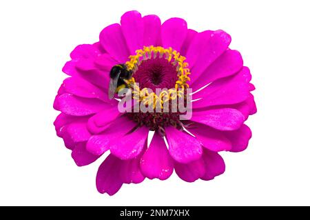 Elegante zinnische Magenta-Blume mit Hummel isoliert auf Weiß. Stockfoto