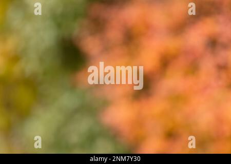 Authentische orangefarbene natürliche Farben mit Grün- und Orangentönen aus einem verschwommenen Foto im Garten für die Verwendung als Hintergrund- und Kopierbereich Stockfoto