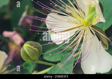 Detail einer wunderschönen Kaperblume (Capparis spinosa) mit langen Bühnen auf dem Feld Stockfoto