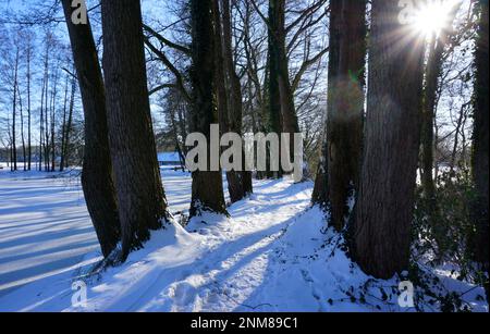 Schneebedeckter Fußweg zwischen den Bäumen. Auf der linken Seite ist ein unsichtbarer gefrorener See. Stockfoto