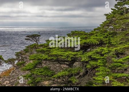 Monterey Cypress, Hesperocyparis macrocarpa, am Point Lobos State Natural Reserve, Kalifornien, USA Stockfoto