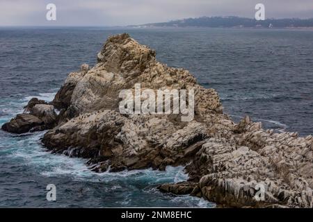 Braunpelikaner, die sich im Point Lobos State Natural Reserve, Kalifornien, USA, auf einem Off-Hore-Felsen ausruhen Stockfoto