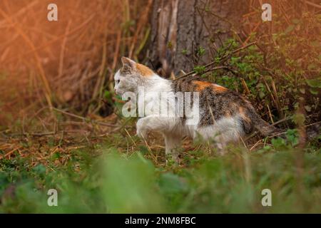 Katzenporträt aus nächster Nähe im Herbstwald. Die Katze sitzt im Herbst auf dem Feld. Haustierporträt in voller Länge. Stockfoto