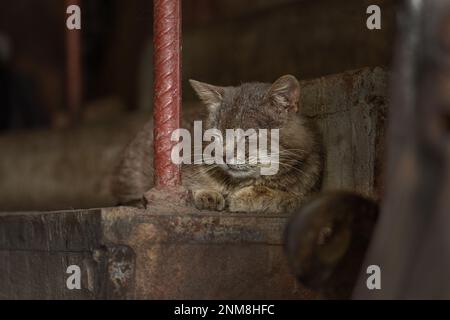 Die Pflege verlassener Tiere. Hungrige, unglückliche streunende Katze mit Kratzern und Verletzungen am Kopf. Eine tierärztliche Behandlung erfordert Stockfoto