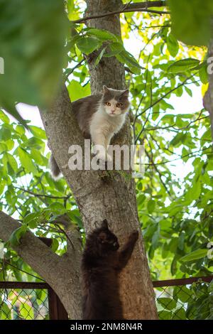 Zwei Katzen klettern vor dem Hintergrund des Sonnenuntergangs auf einen Baum im Park. Zwei reizende Katzen auf einem Baumstamm im Garten. Stockfoto