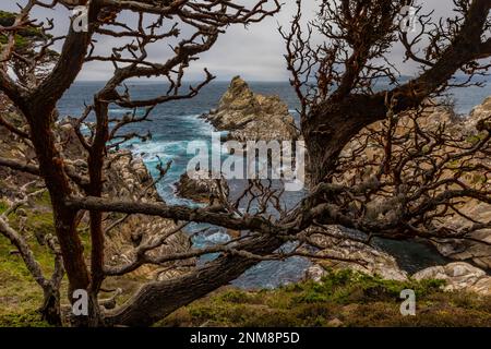 Braunpelikaner, die sich im Point Lobos State Natural Reserve, Kalifornien, USA, auf einem Off-Hore-Felsen ausruhen Stockfoto