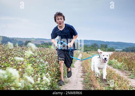 Ein komischer Typ mit einem goldenen Retriever, der abends mit reifem Buchweizen über das Feld rennt Stockfoto