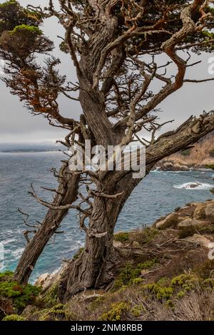 Monterey Cypress, Hesperocyparis macrocarpa, auf einer felsigen Klippe über dem Meer am Point Lobos State Natural Reserve, Kalifornien, USA Stockfoto