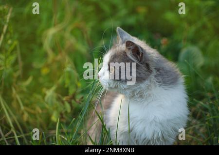 Die Katze zum ersten Mal rauszulassen. Die Katze nach draußen einführen. Stockfoto