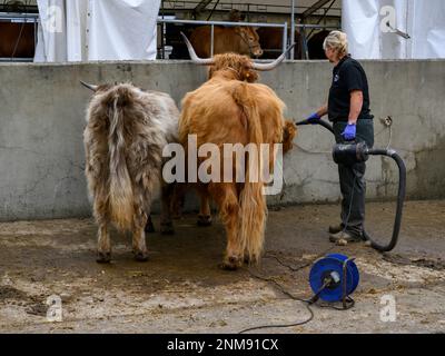 Weibliche Farmer & 3 Highland Bulls stehen in Rinderwäsche (bläst warme Luft auf saubere, flauschige Tiere) - Great Yorkshire Show 2022, Harrogate England Großbritannien. Stockfoto