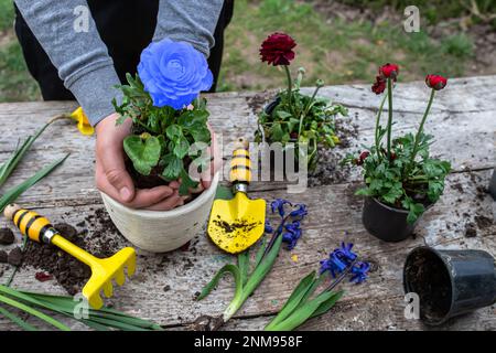 Die Hände des Bauern Ranunculus asiaticus, mit Wurzeln in der Knolle der Erde gehalten. Blühende hässliche Büsche Perser-Butterblume, Gelbe Sorte M-Sakura in Stockfoto