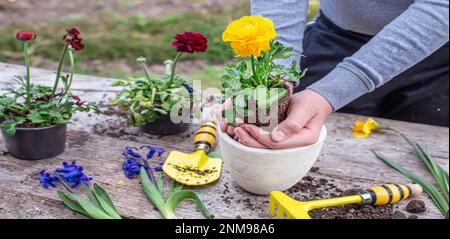 Die Hände des Bauern Ranunculus asiaticus, mit Wurzeln in der Knolle der Erde gehalten. Blühende hässliche Büsche Perser-Butterblume, Gelbe Sorte M-Sakura in Stockfoto