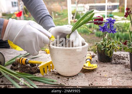 Transplantat Hyacinthus, Hyazinthen in Schutzhandschuhen. Umgang mit Hyazintholzbirnen. Schröpfpflanzen. Hyazinthbirnen sind giftig. Umgang mit Hyazintholzbirnen Stockfoto