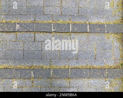 Die Textur der gepflasterten Fliese auf dem Boden der Straße. Zement Backstein quadratischen Steinboden Hintergrund. Betonplatten. Pflasterplatten Stockfoto