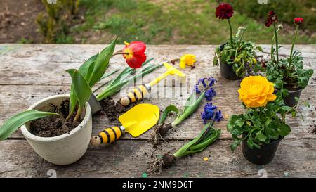 Ranunculus asiaticus, persischer Butterblume, Gelbe Sorte M-Sakura im Garten während der Pflanzung vom Transporttopf zum Blumenbeet. Landschaft ga Stockfoto