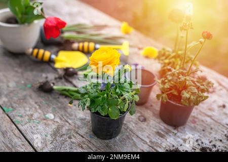 Ranunculus asiaticus, persischer Butterblume, Gelbe Sorte M-Sakura im Garten während der Pflanzung vom Transporttopf zum Blumenbeet. Landschaft ga Stockfoto