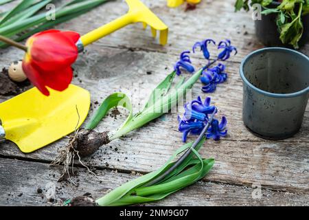 Hyazinthus, Hyazinthen-Transplantation. Umgang mit Hyazintholzbirnen. Schröpfpflanzen. Garteninstrumente, Spatel und Sprühpistole neben Narzissen. Frühling. Stockfoto