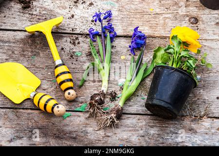 Hyazinthus, Hyazinthen-Transplantation. Umgang mit Hyazintholzbirnen. Schröpfpflanzen. Garteninstrumente, Spatel und Sprühpistole neben Narzissen. Frühling. Stockfoto